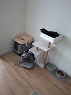 7 maanden oude kater., Kater