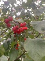 Sierappeltjes boom in het voorjaar prachtige roze bloesem, Ophalen of Verzenden, Halfschaduw, Appelboom, Lente