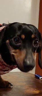 Teckel teefje, Dieren en Toebehoren, Honden | Teckels en Dashonden, Standaard, Particulier, Rabiës (hondsdolheid), Teef