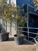 Meerstammige Steeneik / Quercus ilex, Overige soorten, 100 tot 250 cm, Ophalen, Volle zon