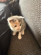 Te koop: 3 lieve kittens, Dieren en Toebehoren, Meerdere dieren, 0 tot 2 jaar