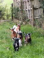 Bokjes van dit jaar, Dieren en Toebehoren, Schapen, Geiten en Varkens, Mannelijk, Geit, 0 tot 2 jaar