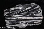 Orthoceras plaat XL, Ophalen, Mineraal