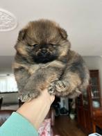 Pomeriaan/pomeranian reutje oranje sable, Keeshond, Reu, CDV (hondenziekte), 8 tot 15 weken