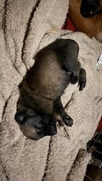 Sociale Mechelseherder x MechelseRidgeback pups, Dieren en Toebehoren, Honden | Herdershonden en Veedrijvers, Rabiës (hondsdolheid)