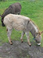 .3x ezelhengst, Dieren en Toebehoren, Pony's, Meerdere dieren, A pony (tot 1.17m)