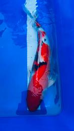 Sanke, Karper of Koi