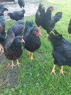 Barnevelder kip, Dieren en Toebehoren, Pluimvee, Kip