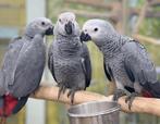 grijzeroodstaart puppy papegaaien, Dieren en Toebehoren, Vogels | Parkieten en Papegaaien, Meerdere dieren, Papegaai, Pratend