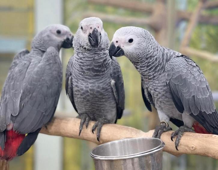 grijzeroodstaart puppy papegaaien, Dieren en Toebehoren, Vogels | Parkieten en Papegaaien, Papegaai, Meerdere dieren, Pratend