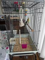 Valkparkiet met grote kooi, Mannelijk, Parkiet