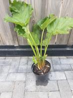 Rabarber (Rheum rhabarbarum), Ophalen, Zomer, Overige soorten, Volle zon