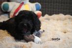 Medium kruising tibetaanse terrier x labradoodle pups., Nederland, Parvo, Overige rassen, 8 tot 15 weken