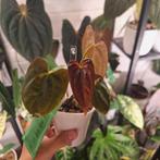 Anthurium Dark Phoenix, Huis en Inrichting, Kamerplanten, Ophalen of Verzenden, Halfschaduw, Minder dan 100 cm