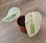 Monstera Deliciosa Albo Variegata, Ophalen of Verzenden