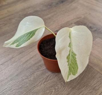 Monstera Deliciosa Albo Variegata  beschikbaar voor biedingen