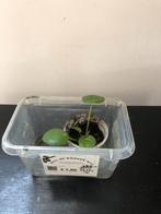 Pannenkoekplant Ruil mij!, Overige soorten, Minder dan 100 cm, Halfschaduw, Ophalen