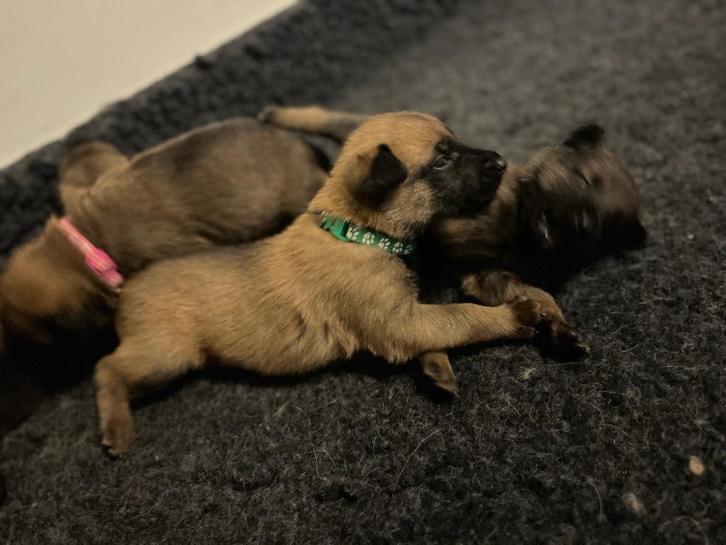 Mechelse herder puppy’s, Hobby en Vrije tijd, Overige Hobby en Vrije tijd, Zo goed als nieuw, Ophalen