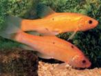 Goudzeelt - Goud zeelt - Doktersvis 21/30 cm / Koidreams, Dieren en Toebehoren, Vissen | Vijvervissen, Overige soorten
