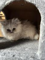 Perzische kittens, Dieren en Toebehoren, Katten en Kittens | Raskatten | Langhaar, Meerdere dieren, Ontwormd, 0 tot 2 jaar