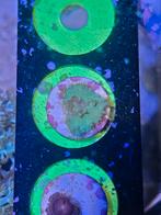 Kroepoek leder koraal stek groen Sinularia Dura koraalstekje, Dieren en Toebehoren, Overige typen