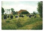 982608 Friesland 1967 Boerderij Koe Gelopen met postzegel, Ophalen of Verzenden, 1960 tot 1980, Gelopen, Friesland