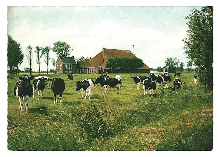982608 Friesland 1967 Boerderij Koe Gelopen met postzegel, Verzamelen, Ansichtkaarten | Nederland, Gelopen, Friesland, 1960 tot 1980