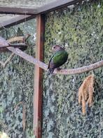 Groenvleugel duif, Vrouwelijk, Tropenvogel