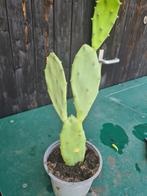 Cactus, Tuin en Terras, Volle zon, Vaste plant, Zomer, Ophalen
