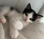 Binnenkat huispoes (kittens) lapjes poes, schildpad kat, Dieren en Toebehoren, Meerdere dieren, Kortharig, 0 tot 2 jaar