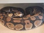 Ballpython- koningspython- python regius, Dieren en Toebehoren, Reptielen en Amfibieën, Slang, 0 tot 2 jaar