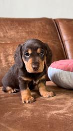 dwerg teckel reutje en teefje, Dieren en Toebehoren, Honden | Teckels en Dashonden, Nederland, 8 tot 15 weken, Korthaar, Dwerg