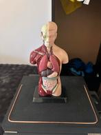 Anatomisch Model Menselijk Lichaam, Ophalen of Verzenden, Gebruikt, Taal en Studie