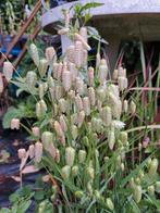 Zaden briza maxima, Verzenden, Volle zon