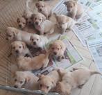 Blonde labrador pups, Dieren en Toebehoren, Honden | Retrievers, Spaniëls en Waterhonden, Rabiës (hondsdolheid), 8 tot 15 weken