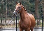 Super lieve 11 jarige D-pony te koop, Dieren en Toebehoren, Pony's, Merrie, D pony (1.37m tot 1.48m), Recreatiepony, 11 jaar of ouder