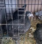 1 jonge marans hen, Dieren en Toebehoren, Pluimvee, Vrouwelijk, Kip