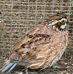 Verginische boomkwartel koppel, Meerdere dieren