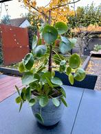 Pannenkoekenplant in betonlook stenen pot, Ophalen, In pot, Halfschaduw, Minder dan 100 cm