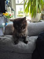 Maine coon kittens, Dieren en Toebehoren, Katten en Kittens | Raskatten | Langhaar, Meerdere dieren, Gechipt
