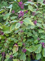 Callicarpa Bodinieri - Schoonvrucht, Ophalen of Verzenden, Herfst, Vaste plant
