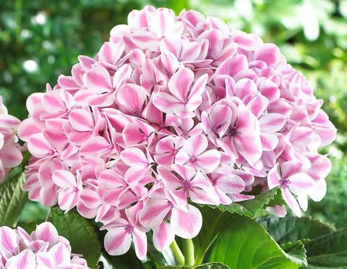 Hortensia macr. Peppermint, Tuin en Terras, Planten | Tuinplanten, Ophalen of Verzenden, Overige soorten, Halfschaduw