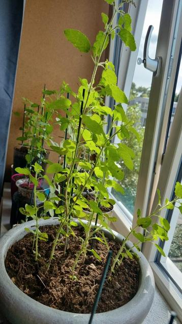 Tulsi Plant - Heilige Basilicum beschikbaar voor biedingen