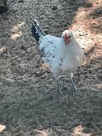 Jonge Groninger Meeuw haan, zilverpel groot, Dieren en Toebehoren, Pluimvee, Mannelijk, Kip