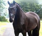 Merrie van Despacito x Fürst Heinrich | lease of koop, Dieren en Toebehoren, Paarden, Merrie, 170 tot 175 cm, Dressuurpaard, 3 tot 6 jaar
