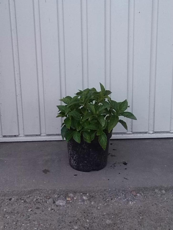 hortensia hydrangea macrophylla pia, Tuin en Terras, Planten | Tuinplanten, Vaste plant, Overige soorten, Halfschaduw, Zomer, Ophalen