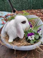 NHD-minilop geënt, Meerdere dieren, Dwerg, Hangoor, 0 tot 2 jaar