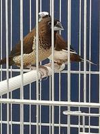 Koppel Japanse meeuwen samen € 10,-, Dieren en Toebehoren, Vogels | Overige Vogels, Meerdere dieren, Tropenvogel