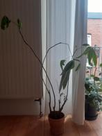 Pachira/geldboom, Huis en Inrichting, Ophalen, 100 tot 150 cm, Overige soorten, Halfschaduw