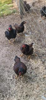 Indische Vechtkrielen te koop., Dieren en Toebehoren, Pluimvee, Meerdere dieren, Kip